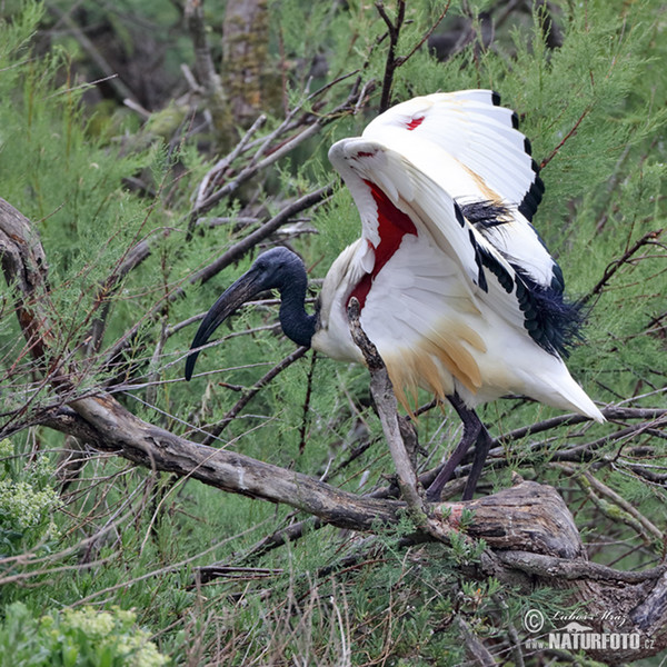 Heiliger Ibis (Threskiornis aethiopicus)