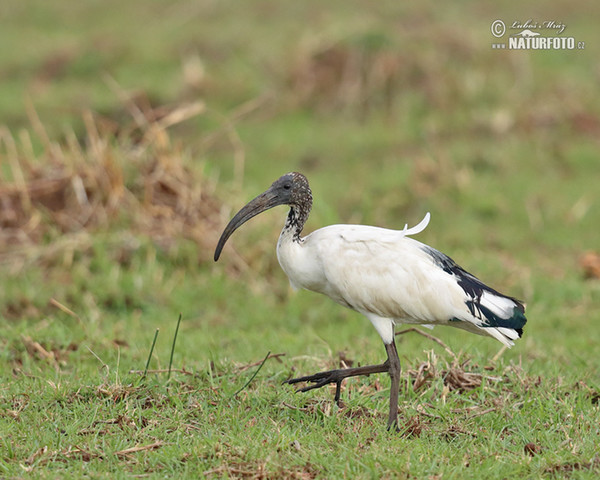 Heiliger Ibis (Threskiornis aethiopicus)