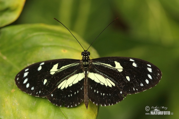 Heliconius atthis (Heliconius atthis)