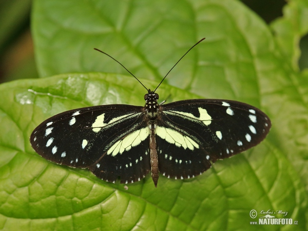 Heliconius atthis (Heliconius atthis)