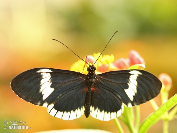 Heliconius eleuchia (Heliconius eleuchia)