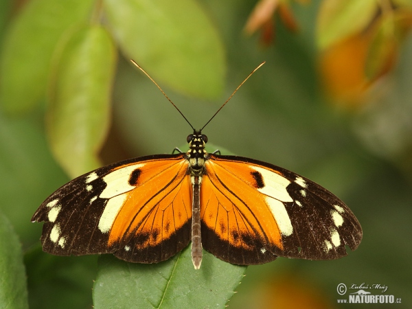 Heliconius ismenius (Heliconius ismenius)