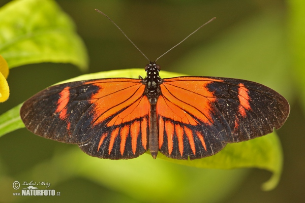 Heliconius melphomene (Heliconius melphomene)