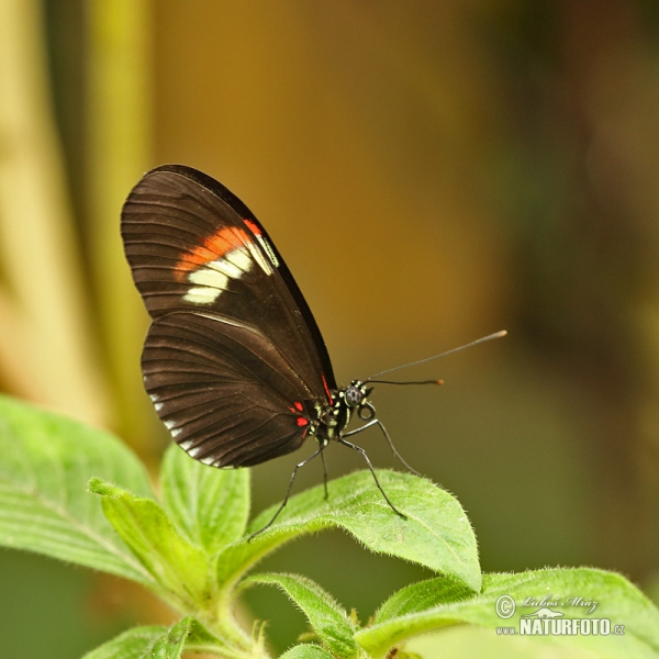 Heliconius melphomene (Heliconius melphomene)