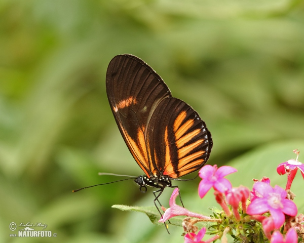 Heliconius melphomene (Heliconius melphomene)