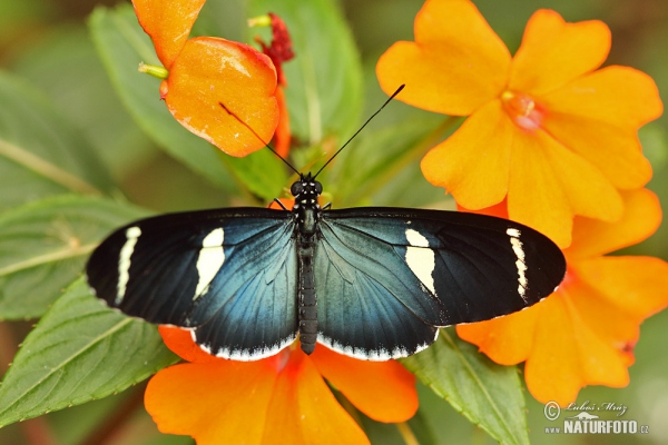 Heliconius sara (Heliconius sara)