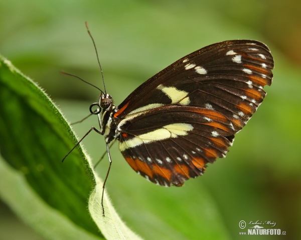 Helioconias sp. Falter (Helioconias sp.)