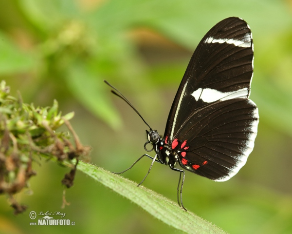 Helioconias sp. Falter (Helioconias sp.)