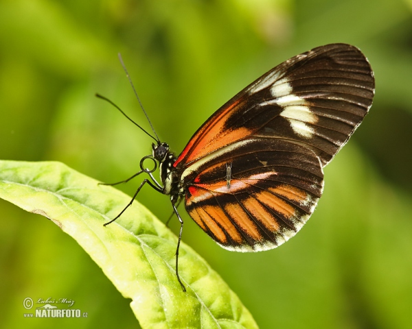 Helioconias sp. Falter (Helioconias sp.)