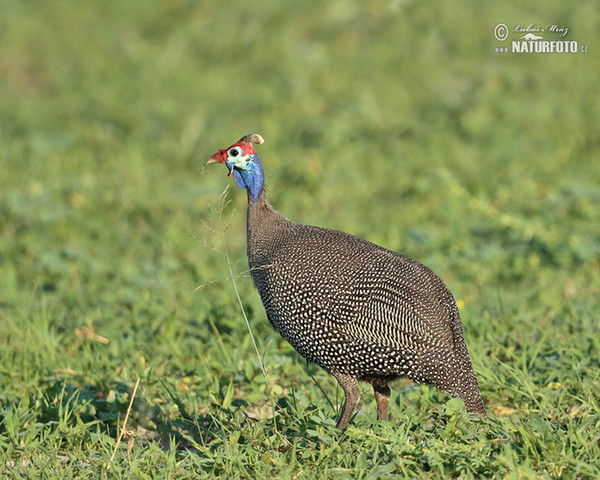 Helmperlhuhn (Numida meleagris)