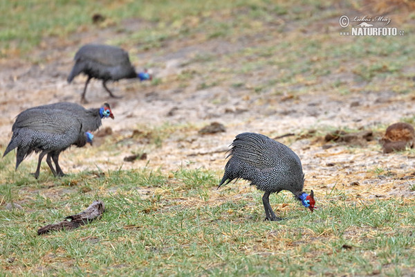 Helmperlhuhn (Numida meleagris)