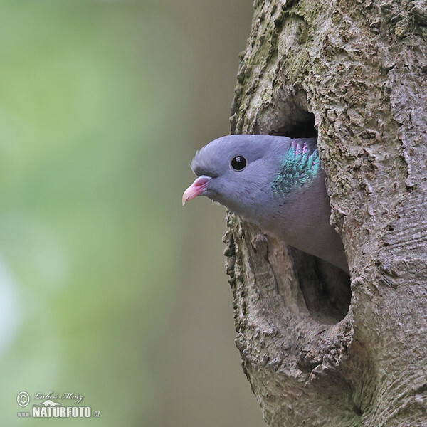 Hohltaube (Columba oenas)