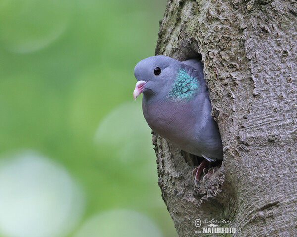 Hohltaube (Columba oenas)