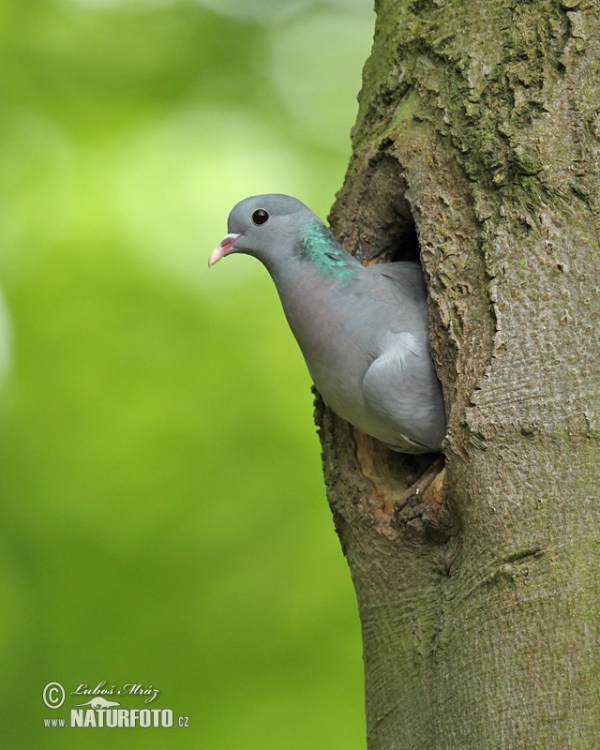 Hohltaube (Columba oenas)