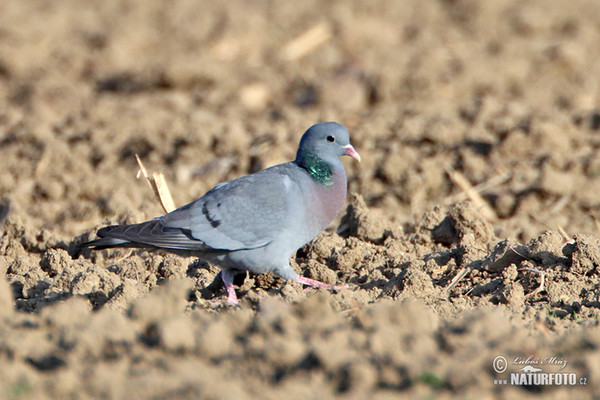 Hohltaube (Columba oenas)