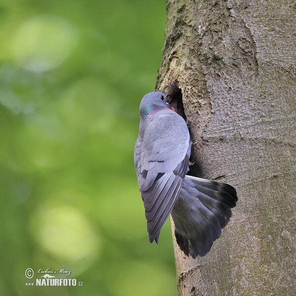 Hohltaube (Columba oenas)