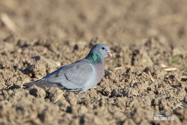 Hohltaube (Columba oenas)