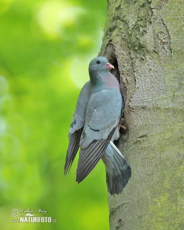 Hohltaube (Columba oenas)
