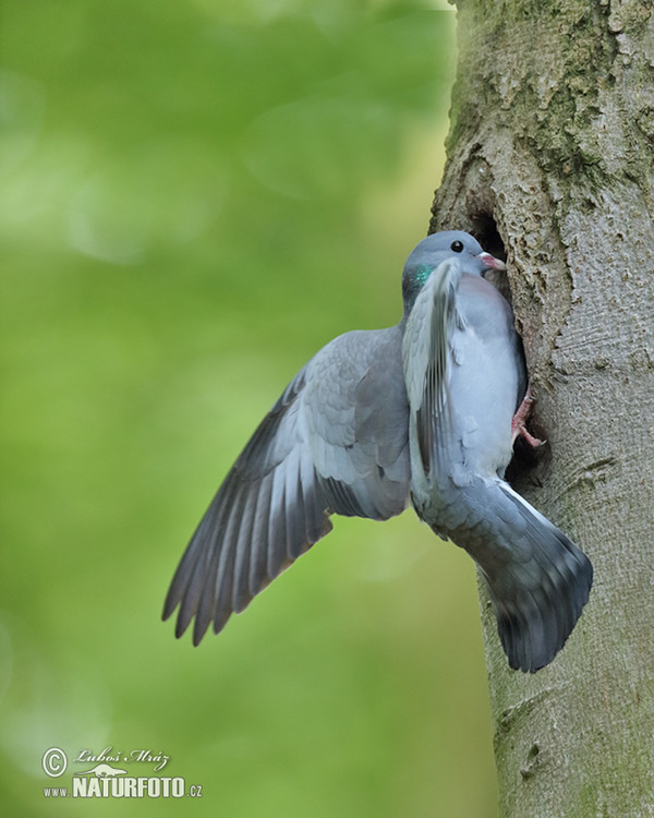 Hohltaube (Columba oenas)