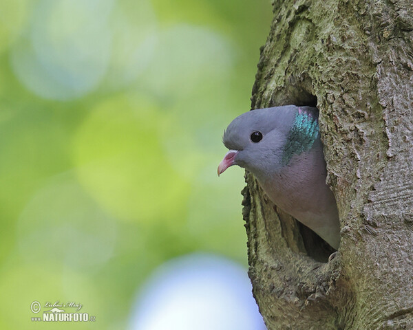 Hohltaube (Columba oenas)