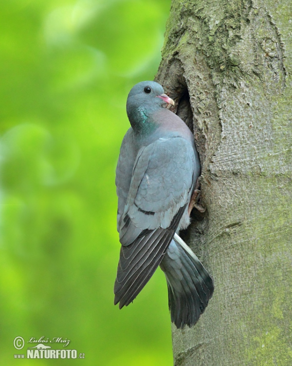 Hohltaube (Columba oenas)