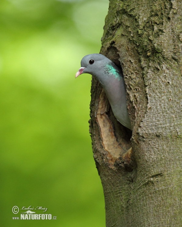 Hohltaube (Columba oenas)