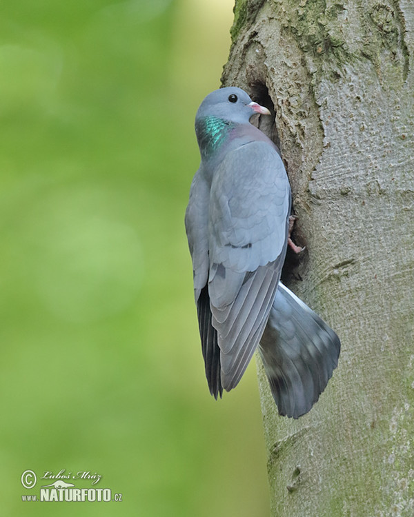 Hohltaube (Columba oenas)