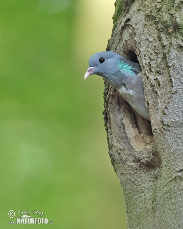 Hohltaube (Columba oenas)