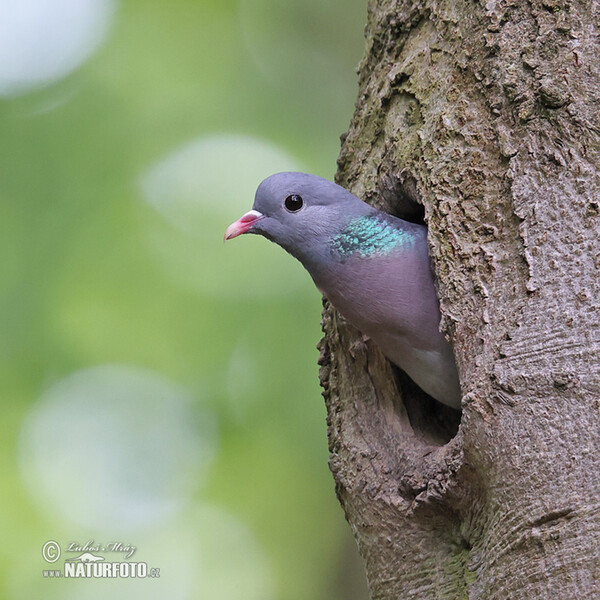 Hohltaube (Columba oenas)