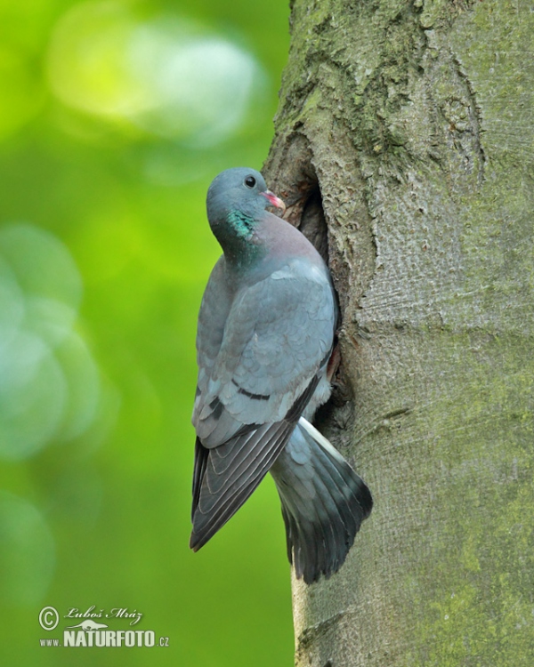 Hohltaube (Columba oenas)