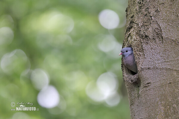 Hohltaube (Columba oenas)