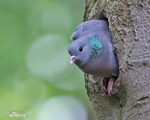 Hohltaube (Columba oenas)