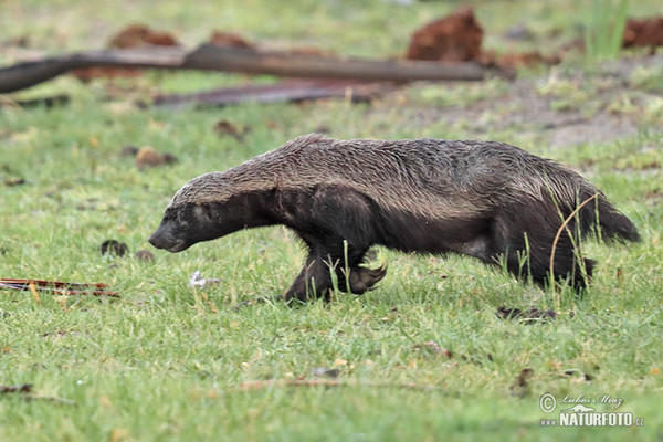 Honigdachs (Mellivora capensis)