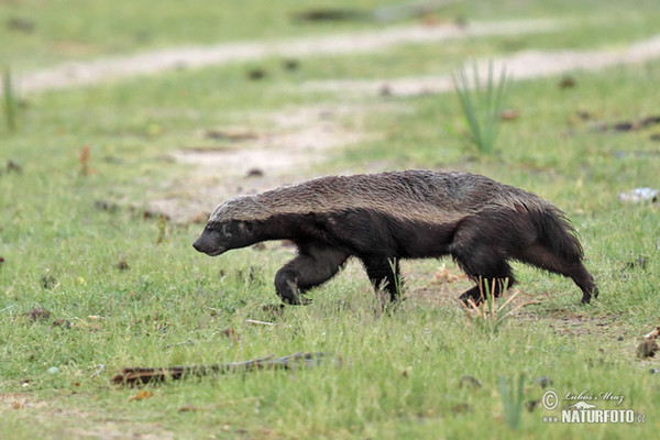 Honigdachs (Mellivora capensis)