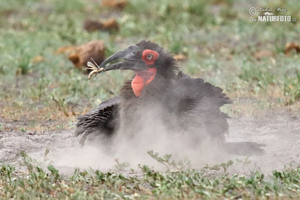 Hornrabe (Bucorvus leadbeateri)