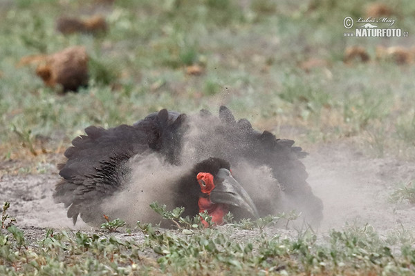 Hornrabe (Bucorvus leadbeateri)