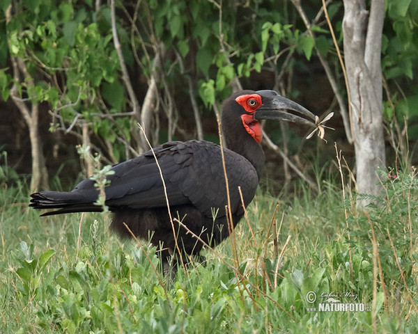 Hornrabe (Bucorvus leadbeateri)