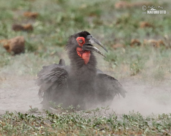 Hornrabe (Bucorvus leadbeateri)