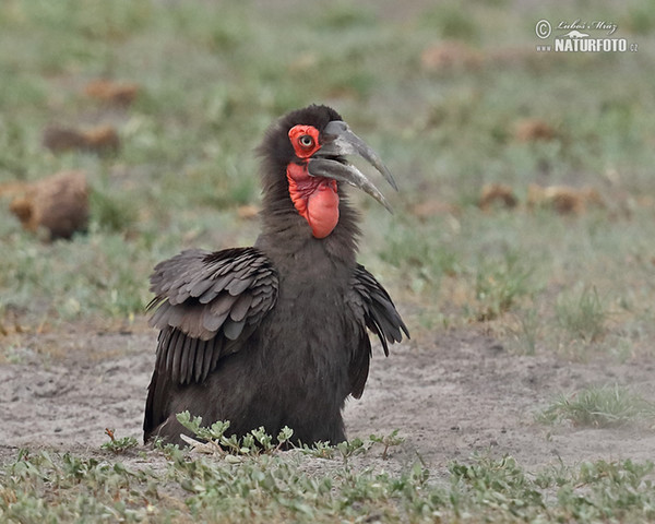 Hornrabe (Bucorvus leadbeateri)