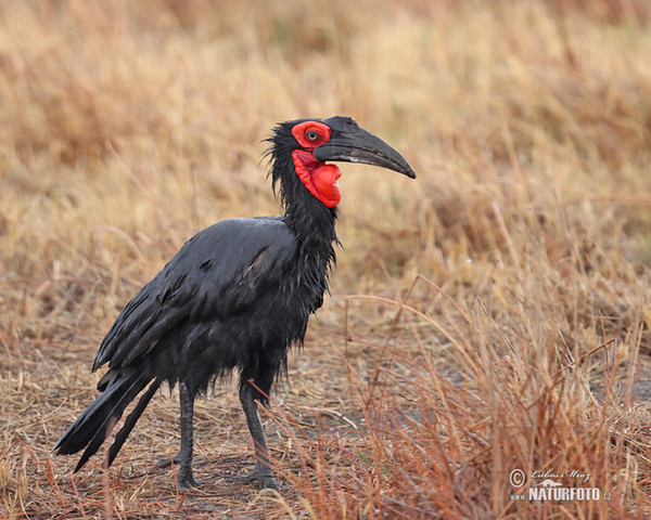 Hornrabe (Bucorvus leadbeateri)