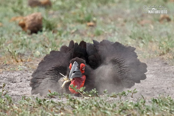 Hornrabe (Bucorvus leadbeateri)