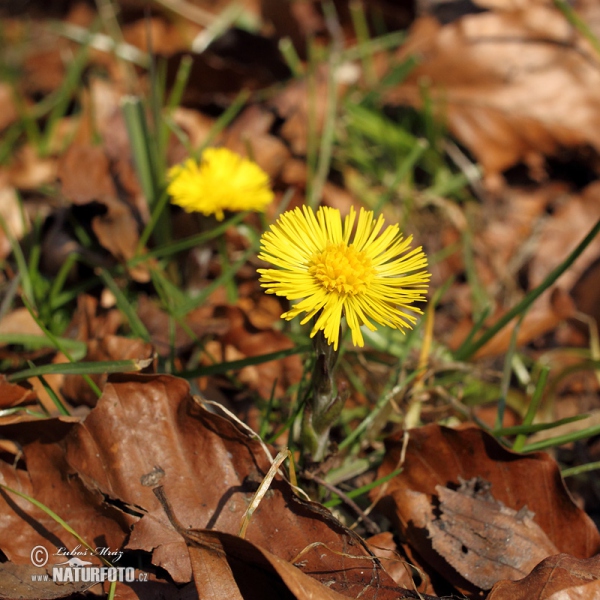 Huflattich (Tussilago farfara)