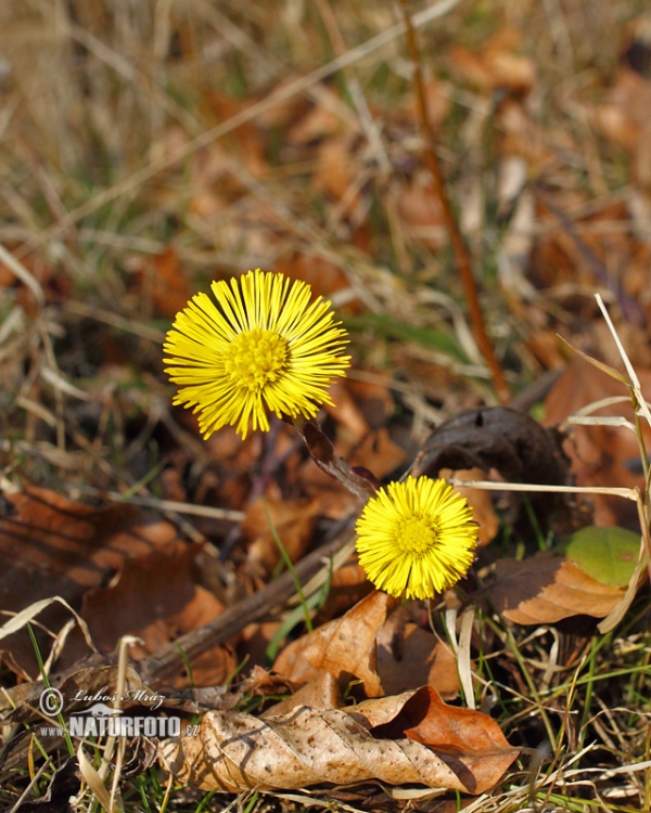 Huflattich (Tussilago farfara)