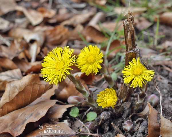 Huflattich (Tussilago farfara)