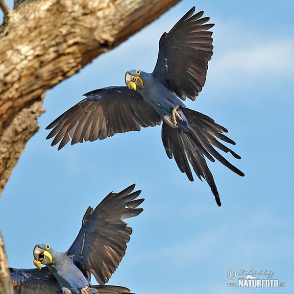 Hyazinth-Ara (Anodorhynchus hyacinthinus)