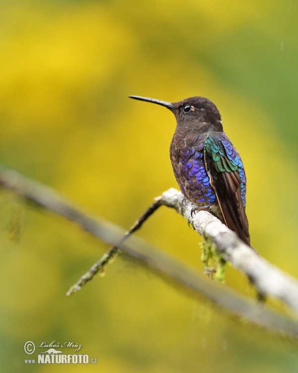 Hyazinthkolibri (Boissonneaua jardini)