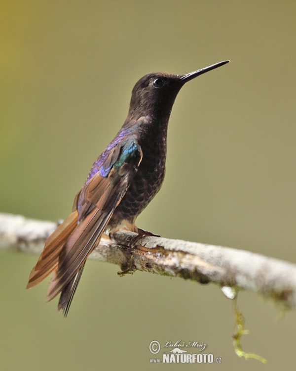 Hyazinthkolibri (Boissonneaua jardini)