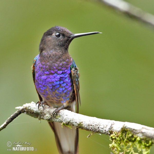 Hyazinthkolibri (Boissonneaua jardini)