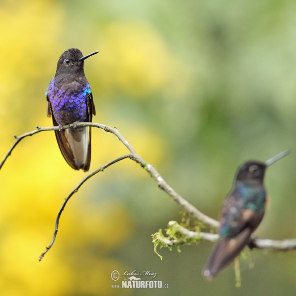 Hyazinthkolibri (Boissonneaua jardini)