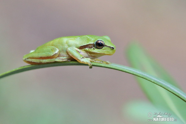 Hyla meridionalis (Hyla meridionalis)